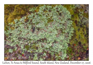 Speckleberry Lichen