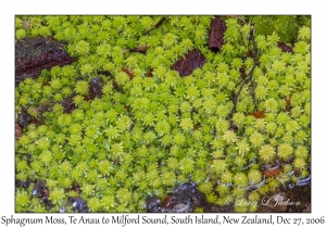 Sphagnum Moss