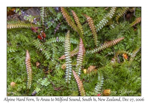 Alpine Hard Fern