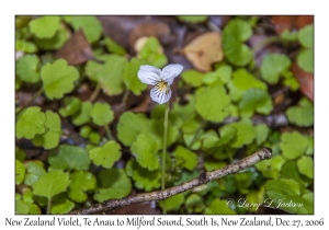 New Zealand Violet