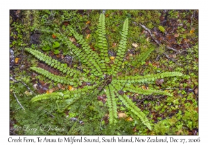 Creek Fern