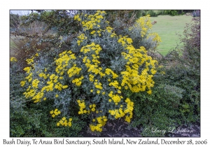 Bush Daisy