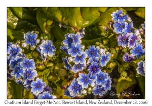 Chatham Island Forget-Me-Not