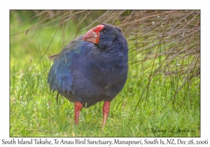 South Island Takahe