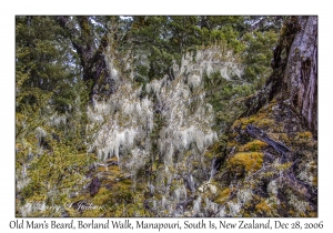 Old Man's Beard