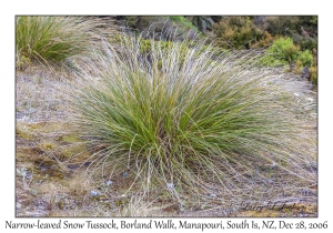 Narrow-leaved Snow Tussock