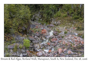 Stream & Red Algae