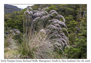 Early Pampas Grass