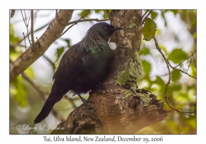 Tui