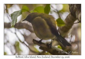 Bellbird