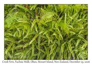 Creek Fern