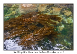 Giant Kelp