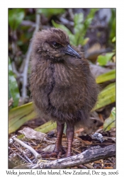 Weka juvenile