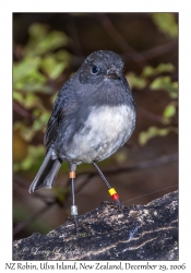 New Zealand Robin