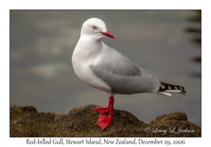 Red-billed Gull