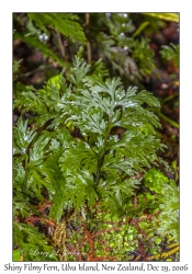 Shiny Filmy Fern