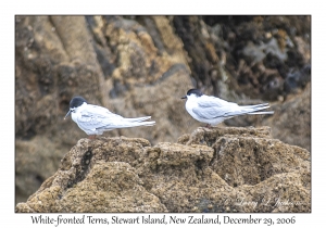 White-fronted Terns