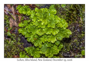 Lichen