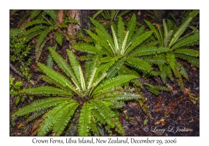 Crown Ferns