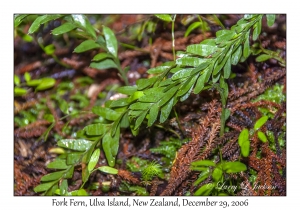 Fork Fern