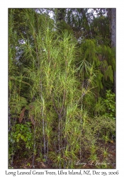 Long Leaved Grass Tree