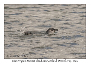 Blue Penguin