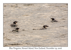 Blue Penguins