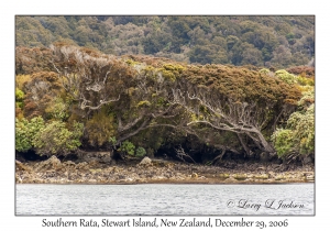 Southern Rata