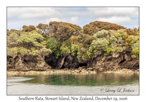 Southern Rata