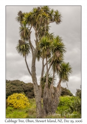 Cabbage Tree