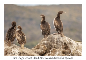 Pied Shags