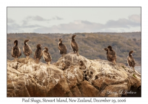 Pied Shags