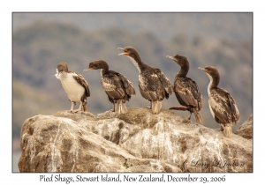 Pied Shags