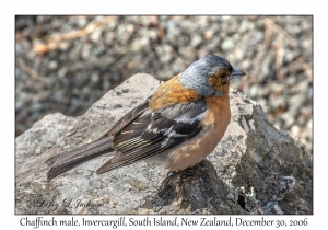 Chaffinch male