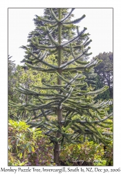 Monkey Puzzle Tree