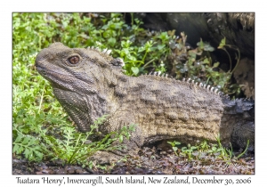 Tuatara, 'Henry'