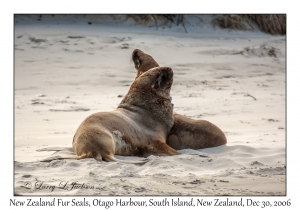 New Zealand Fur Seals