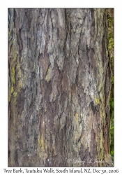 Tree Bark