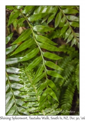 Shining Spleenwort