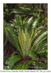 Crown Fern