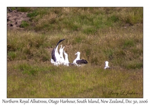 Northern Royal Albatross