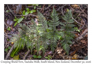 Creeping Shield Fern