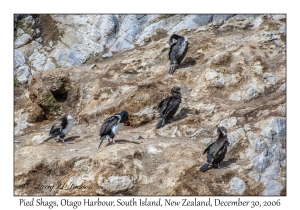 Pied Shags