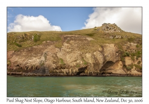 Pied Shag Nest Slope