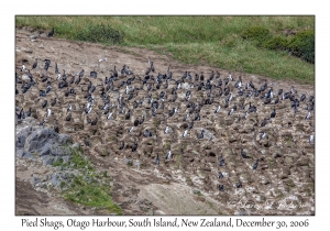 Pied Shags