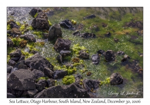 Sea Lettuce