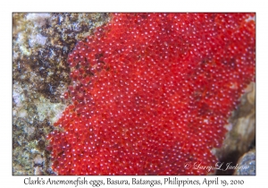 Clark's Anemonefish eggs