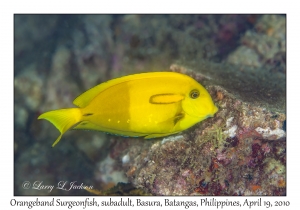 Orangeband Surgeonfish