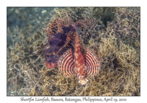 Shortfin Lionfish