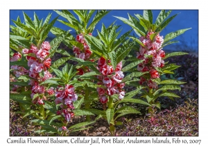 Camilia Flowered Balsam